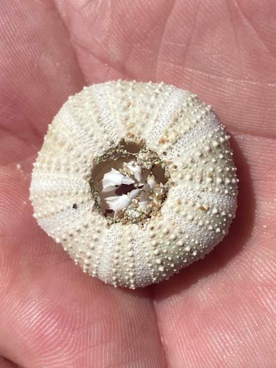 Strand Coral Sun Beach