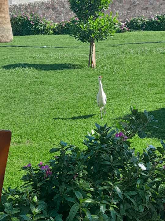 Gartenanlage Seven Seas Jolie Bay Resort