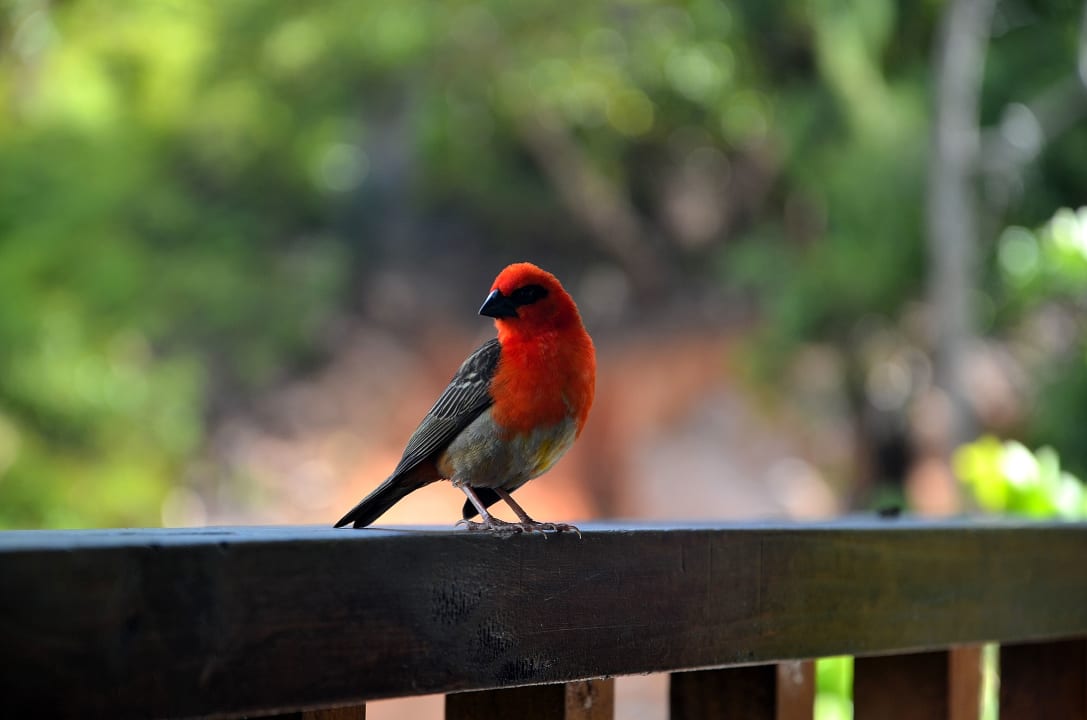 Ausblick Mirella  Villa
