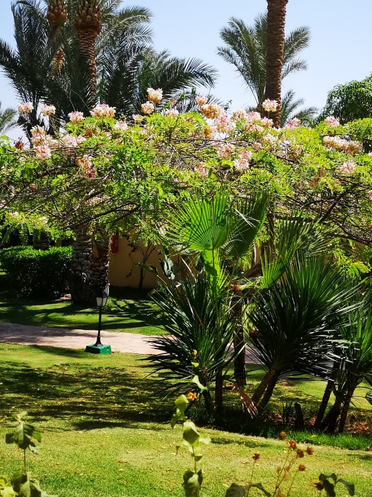 Gartenanlage Steigenberger Coraya Beach - Adults only