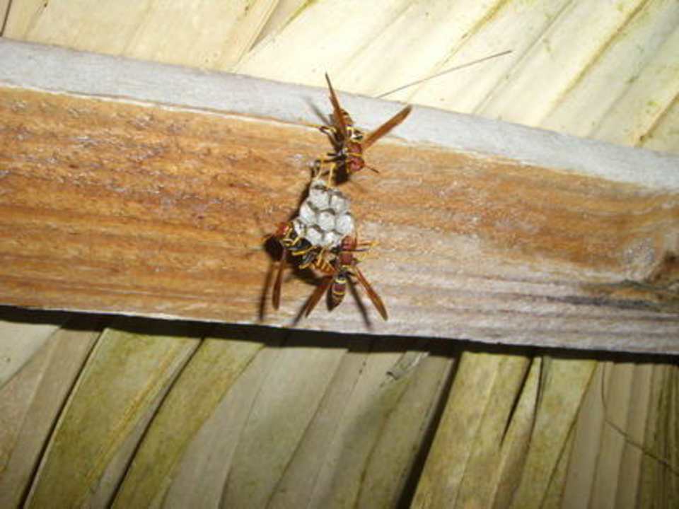 Besucher unterm Sonnenschirm Grand Palladium Select Bávaro Resort & Spa