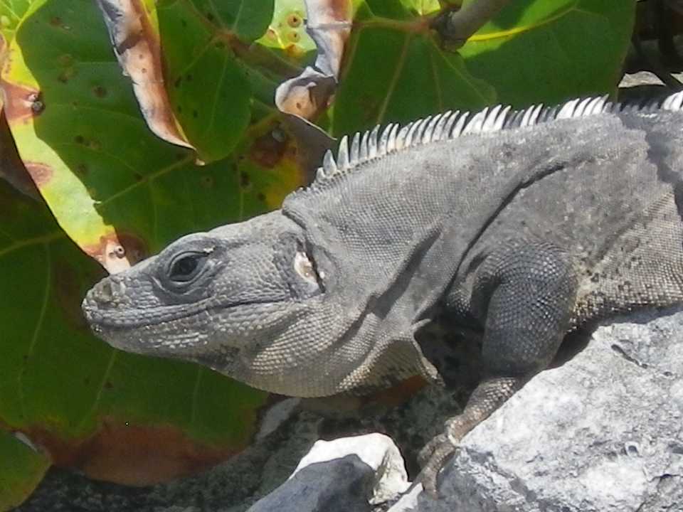 Beach Leguan JOIA Paraiso by Iberostar