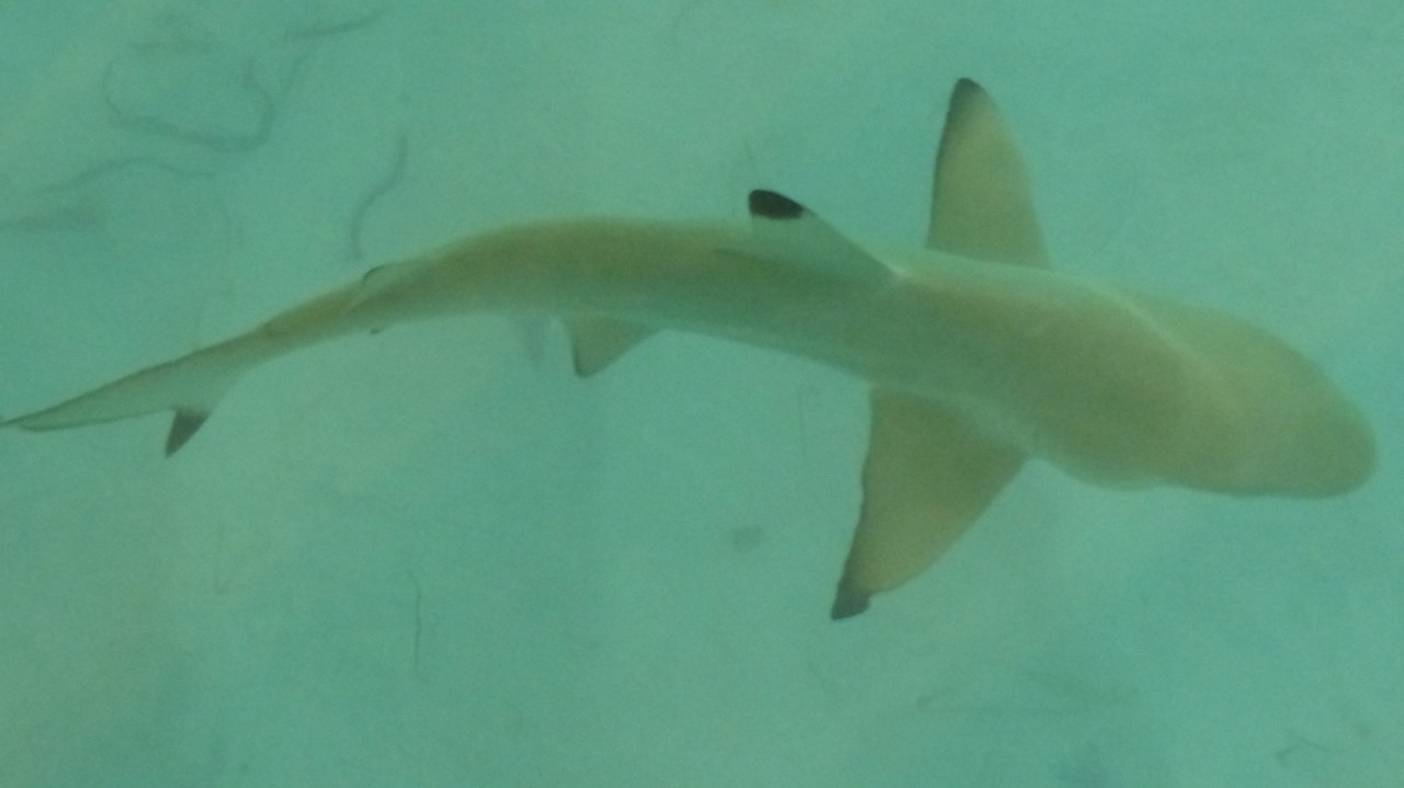 Mein kleiner Freund Paul Shark Meeru Maldives Resort Island