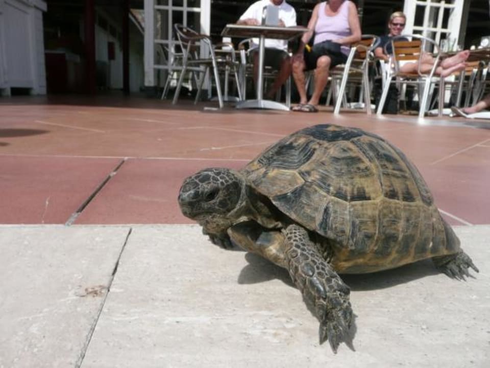An der Coca-Cola-Bar Asteria Family Belek