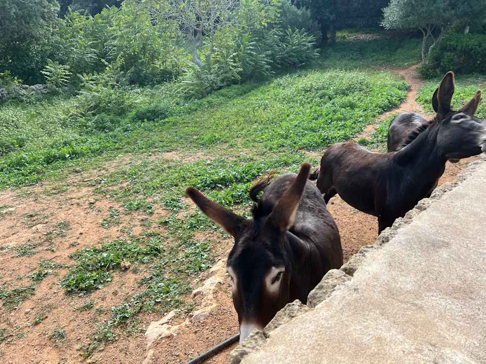Gartenanlage Santa Ponsa Fontenille Menorca