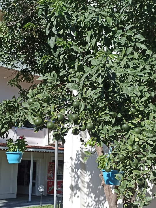 Pool Hotel Süral Garden