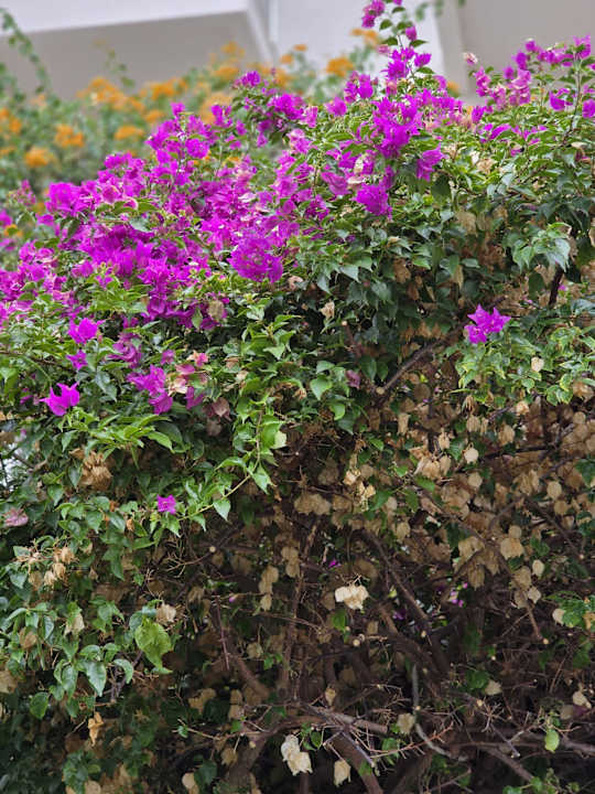 Gartenanlage Seaden Sea World Resort & Spa