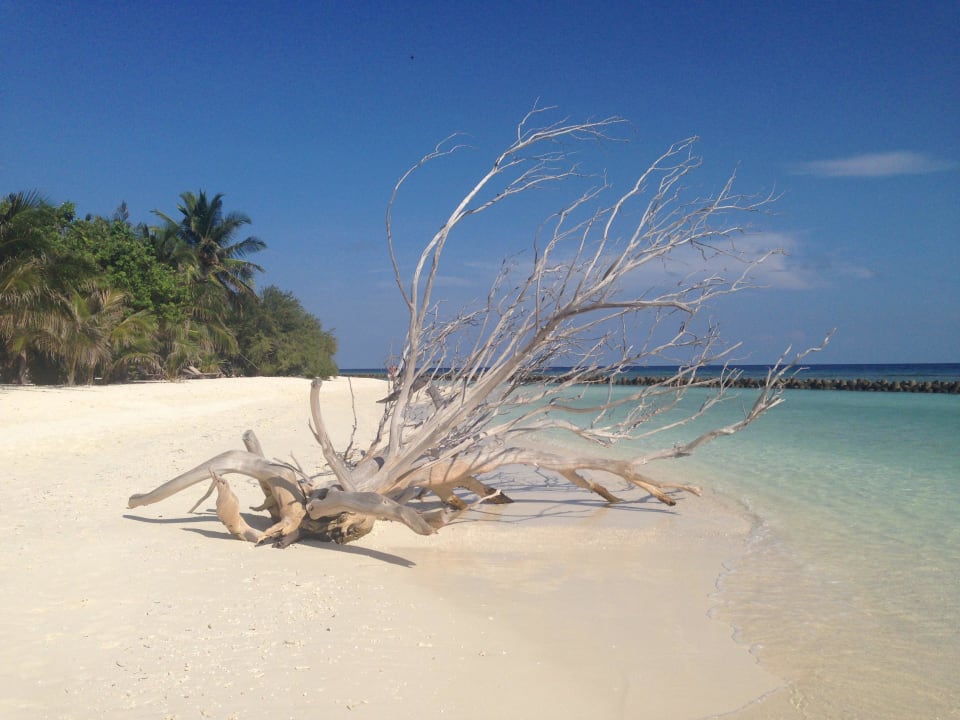 Der Baum war der Hammer Kuredu Island Resort & Spa