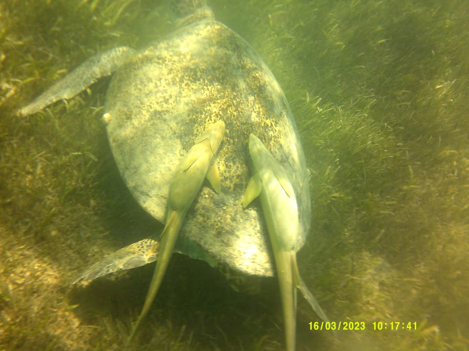 Sport & Freizeit Imperial Shams Abu Soma