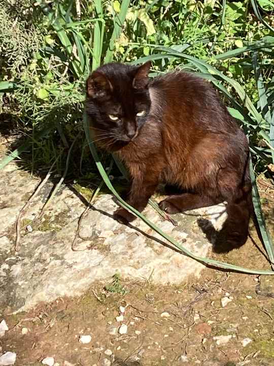 Sonstiges allsun Hotel Bahia del Este