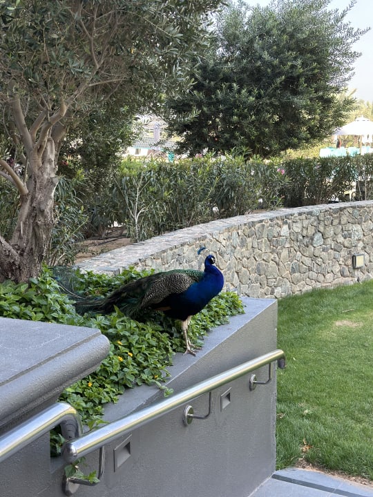 Gartenanlage Le Royal Méridien Beach Resort & Spa Dubai