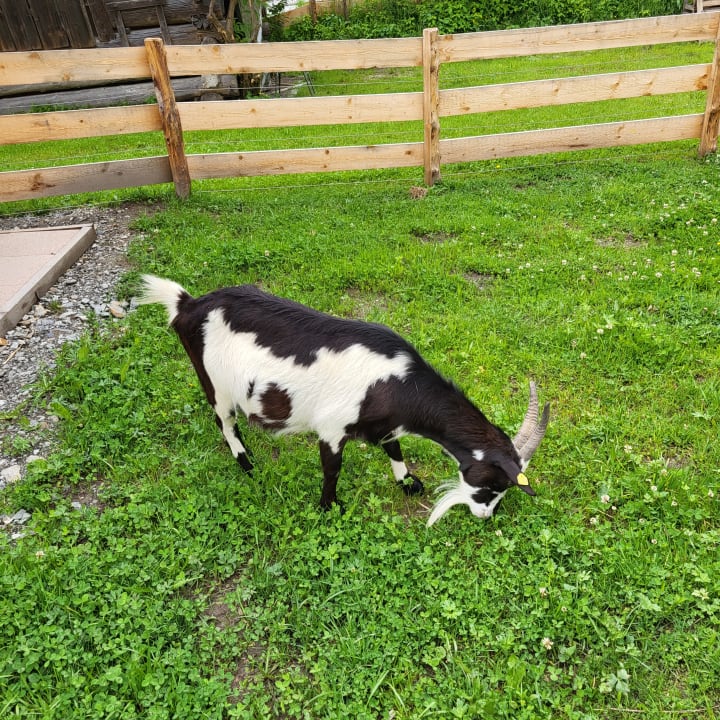 Sport & Freizeit Hotel Wolkensteinbär