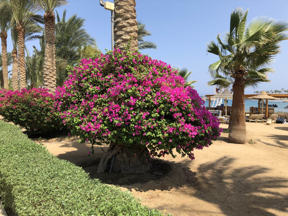 Gartenanlage Brayka Bay Resort