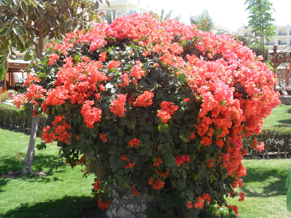 Природа Riviera Aqua Park Resort