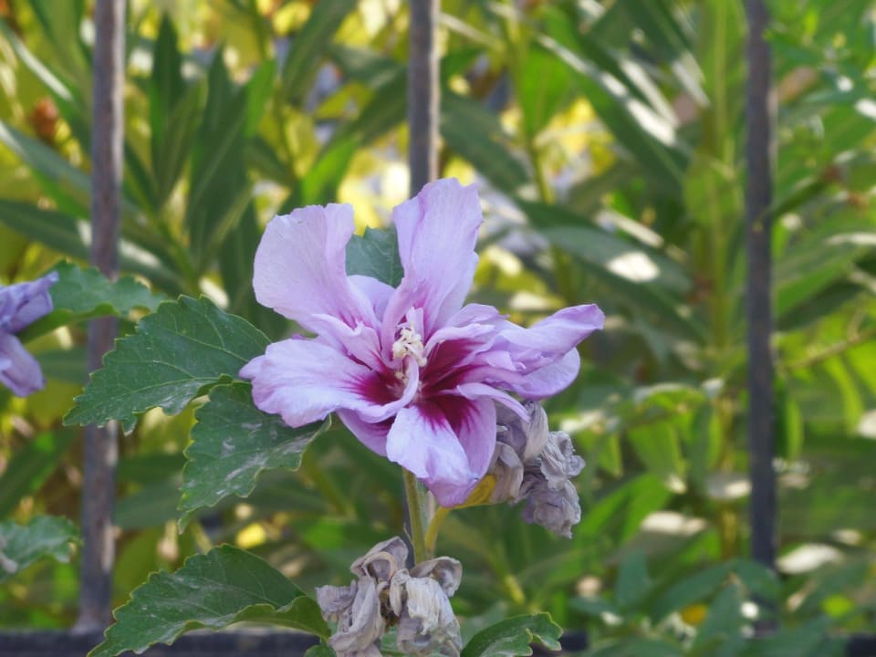 Viele Arten blühen hier Crystal Paraiso Aqua Collection