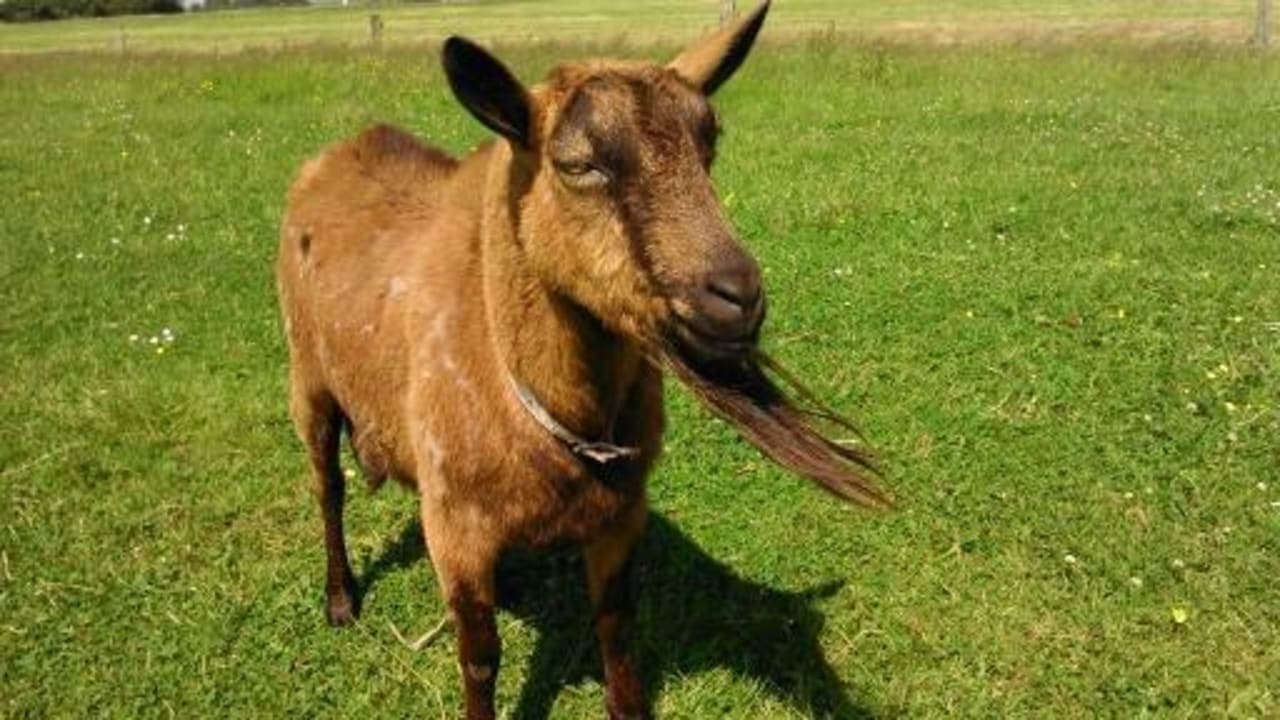 Bianka die Ziege: oft schmusig und neugierig. Ferienhof Upwarf