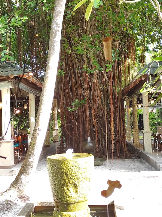 Gartenanlage Adaaran Select Meedhupparu Island Resort - Premium All Inclusive