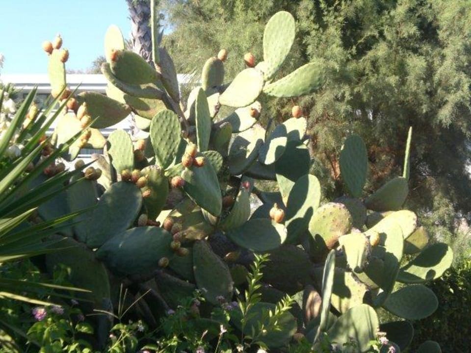 Garten Grecotel LUXME Dama Dama