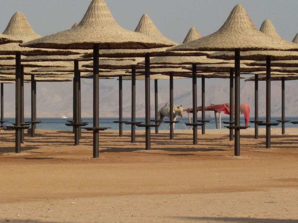 Kamel am Strand Jaz Mirabel Park & Club