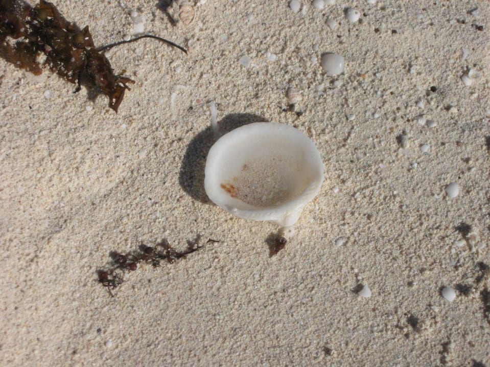 Selbsterklärend Occidental Tucancún