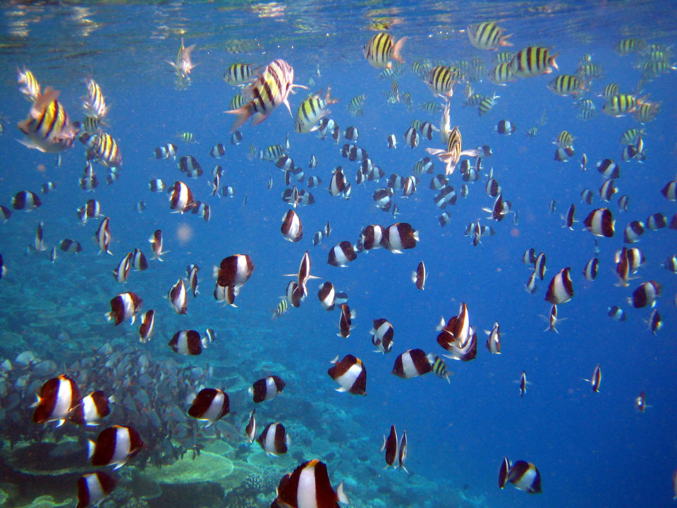 Am Riff Veligandu Maldives Resort Island