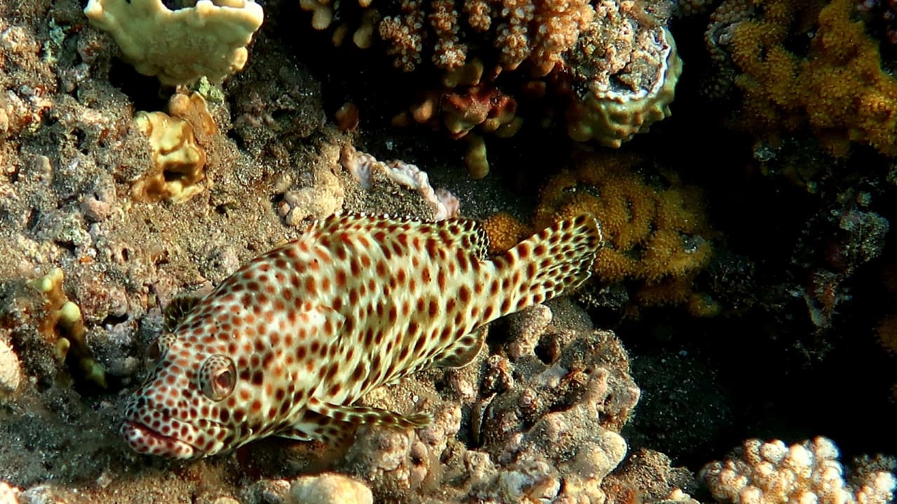 Sport & Freizeit Shams Alam Beach Resort