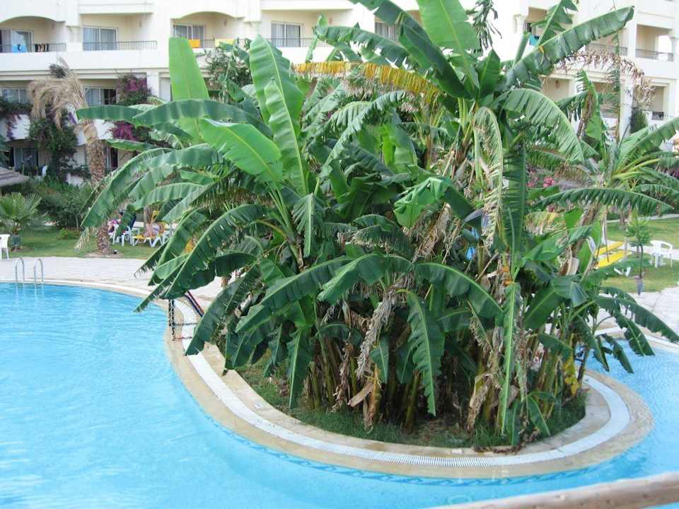 Pool Halbinsel Hotel African Queen