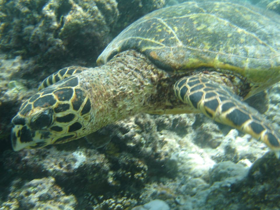 Schildkröte Embudu Village