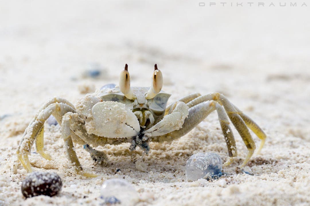 Super Essen Kuramathi Maldives
