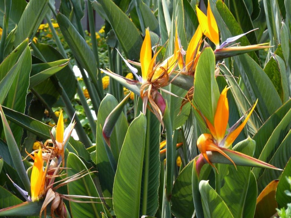 Ogród. Crystal Flora Pearl Collection