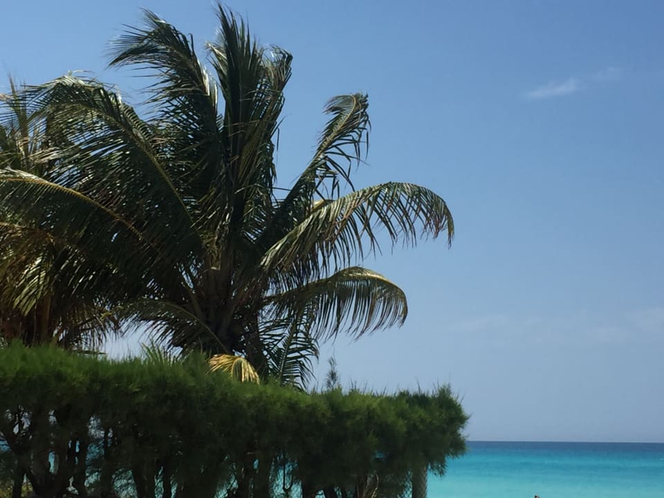 Strand Starfish Cuatro Palmas