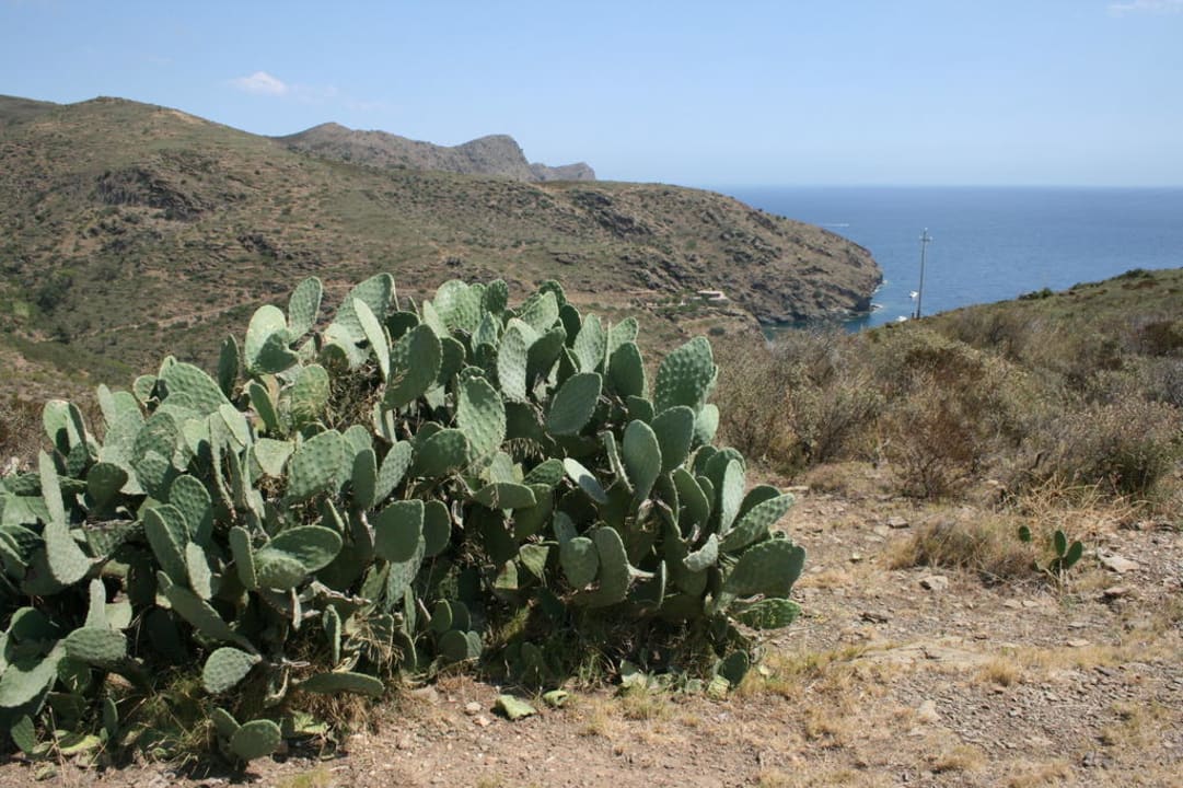 Noch mehr Kakteen Hotel Cala Joncols