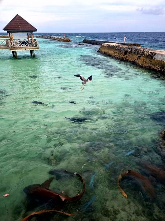 Ausblick Ellaidhoo Maldives by Cinnamon