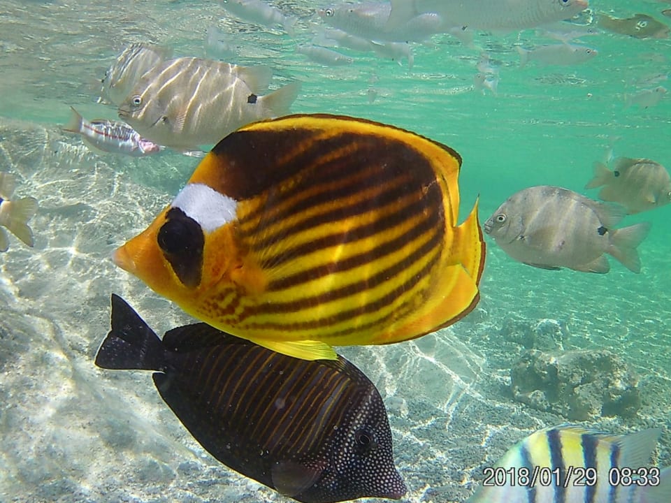 Sport & Freizeit Three Corners Sea Beach Resort