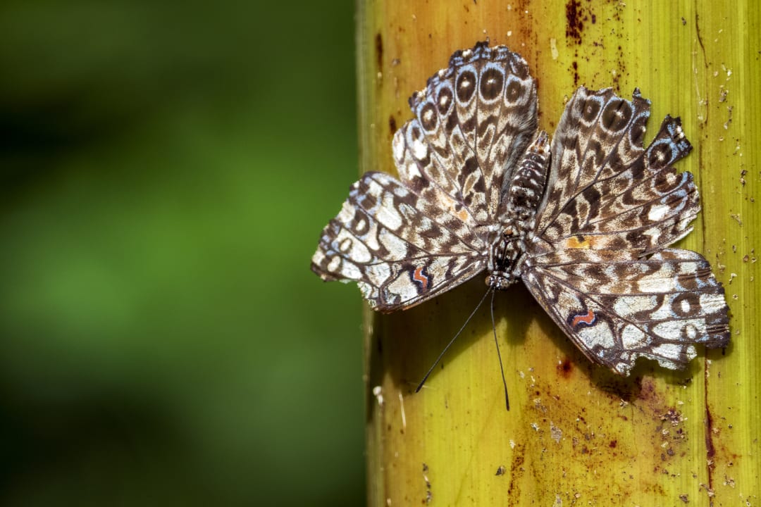 Sonstiges Summit Rainforest & Golf Resort