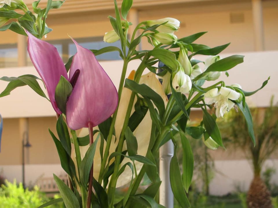 Sonstiges Iberostar Selection Fuerteventura Palace