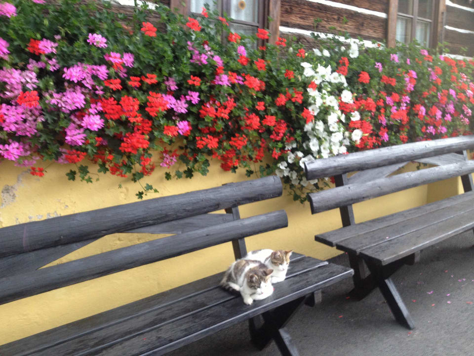 Kätzchen vor dem Bauernhof Apartments & Ferienbauernhof Ottingerhof