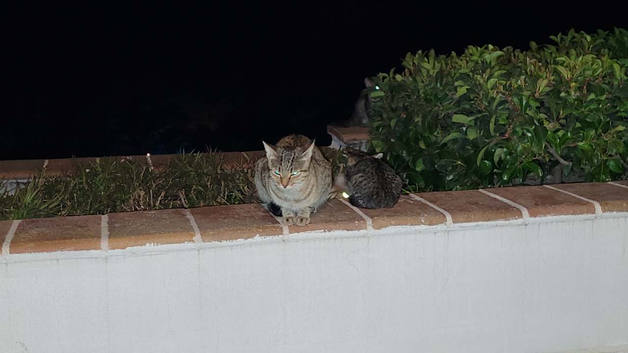 Zimmer Limak Limra Hotel & Resort