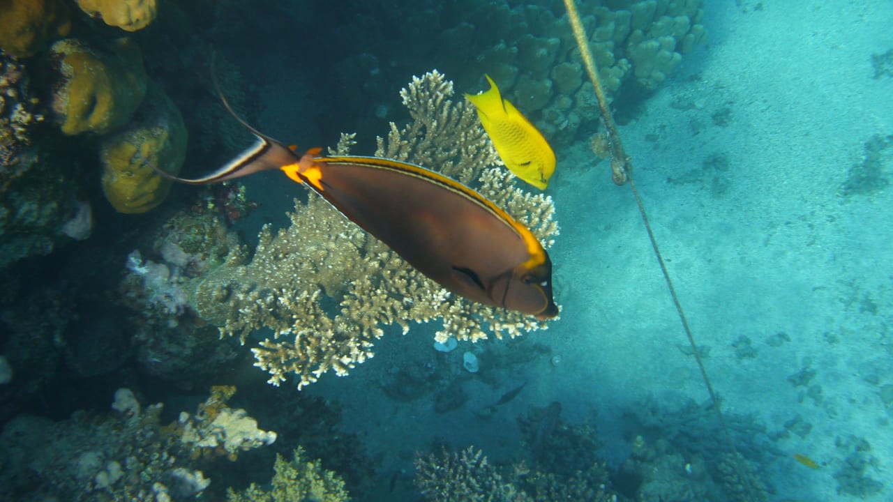 Sport & Freizeit Malikia Resort Abu Dabbab