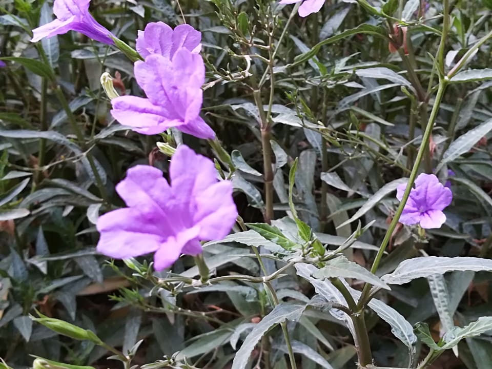 Gartenanlage Anantara The Palm Dubai Resort