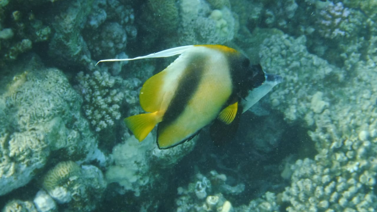 Sport & Freizeit Malikia Resort Abu Dabbab