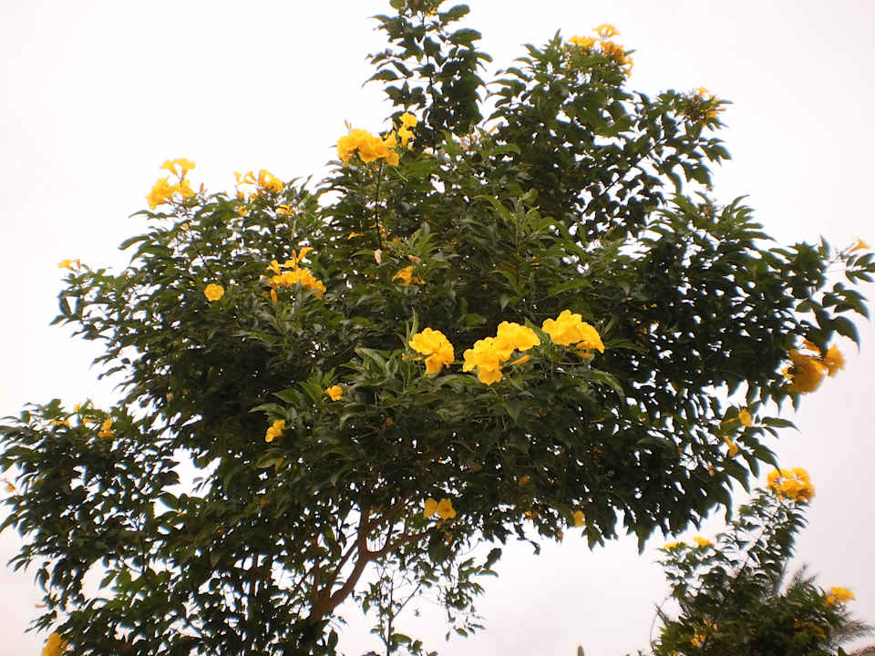 Blütenmeer Im Winter Shams Safaga Resort