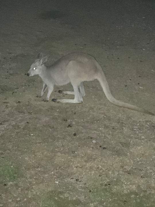 Gartenanlage Daydream Island Resort and Spa