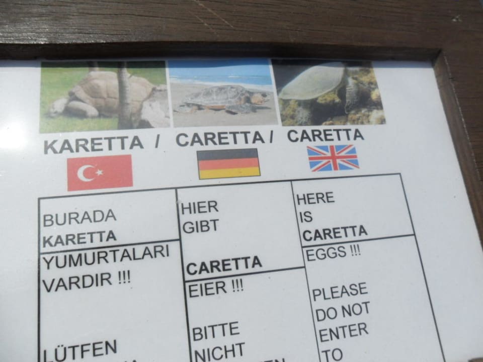 Schildkröteneier am Strand Labranda Alantur Resort