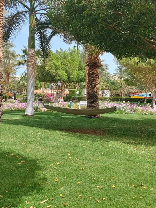 Gartenanlage Desert Rose