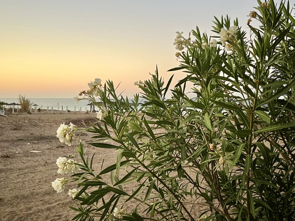Strand Önder Yildiz Hotel