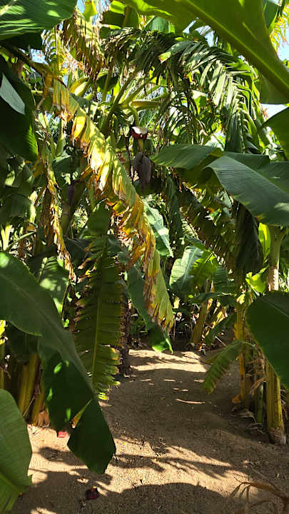 Gartenanlage Desert Rose
