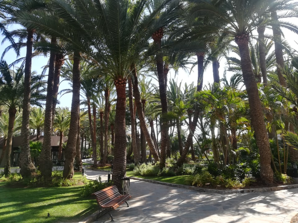 Gartenanlage Hotel Riu Palace Oasis