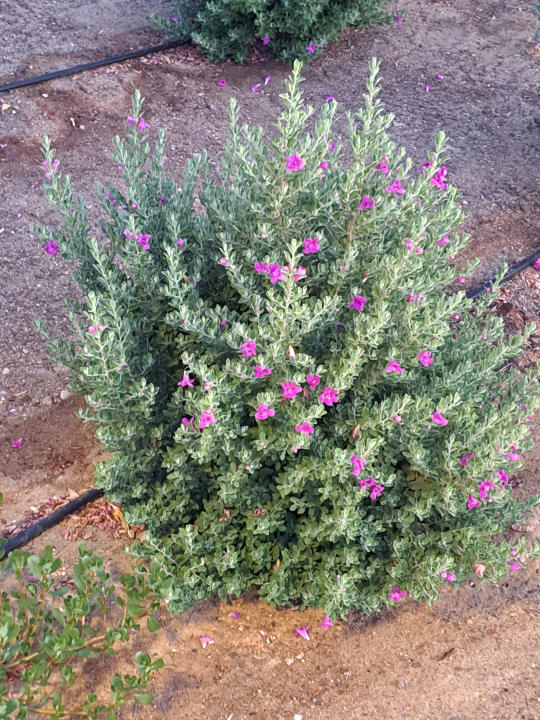 Gartenanlage Pickalbatros Villaggio Resort - Portofino