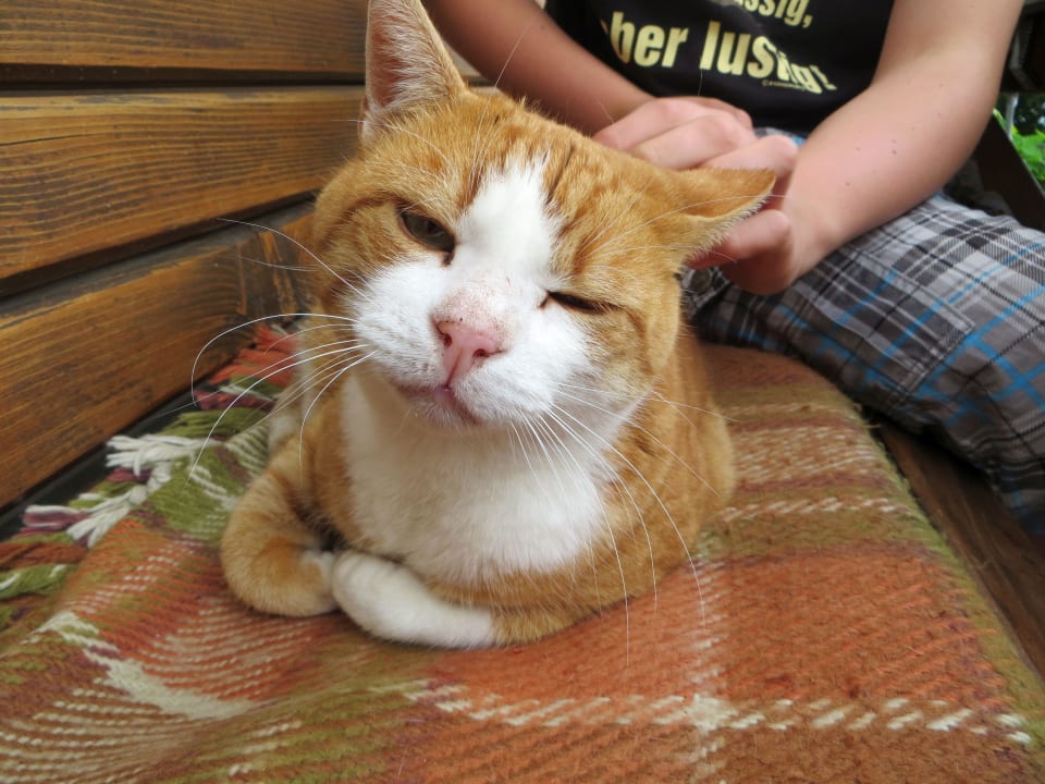 Tiere, Tiere, Tiere Bio-Pferdehof Schöll